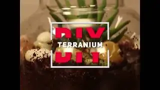 Homebliss: DIY Terrarium