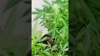 UK Indoor Grow 🇬🇧 EP 1