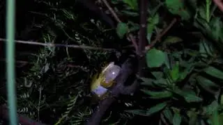 Boana raniceps (Cope, 1862)