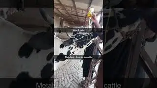 metabolic disorder in cattle