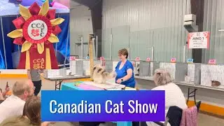 Meet Champions 🇨🇦 of Canadian Cat Show2024#cat #cca #canada