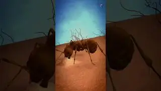 If the ant bites, why does it hurt 🙄||#shorts #facts #3rd #hurt #ant #viral #video