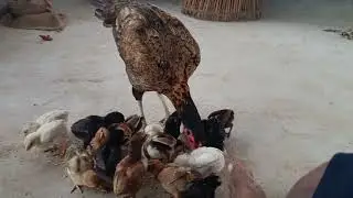 10 DAYS CHEEKS || THURPU JATHI KODI PILALI 