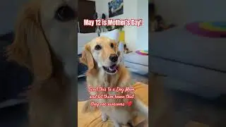 Tell A Dog Mom That She's Awesome 💯😍 #goldenretriever #goldenpup #puppy #doglover #dogshorts #shorts
