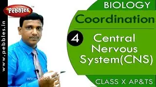 Central Nervous System(CNS) : Coordination | Biology | Science |  Class 10