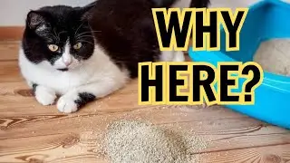 Why Is My Cat Peeing Everywhere BUT the Litter Box