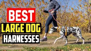✅Top 5 Best Large Dog Harnesses for Walks, Hikes, and Big Adventures in 2025