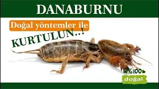 Doğal yöntemler ile danaburnundan kurtulun... #organiktarım
