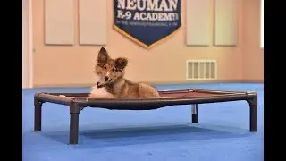 Prince (Shetland Sheepdog) Puppy Camp Dog Training Video Demonstration
