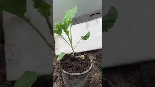 Life in the polytunnel