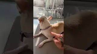 Big dogs vs little dogs #smalldog#bigdog#funny