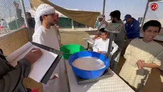 مهرجان الظفره  مسابقة المحالب اليوم 