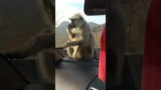 Monkey On My Car | Mount Abu View #shorts#Mount Abu#short