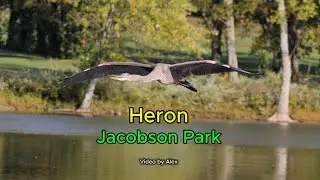 Heron Jacobson Park #heron