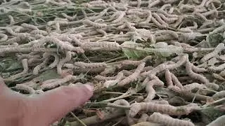 పట్టుపురుగుల పెంపకం | పట్టుపురుగుల పెంపకం | Sericulture in India | Silk Forming