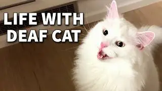What It&rsquo;s Like Living with a Deaf Cat?