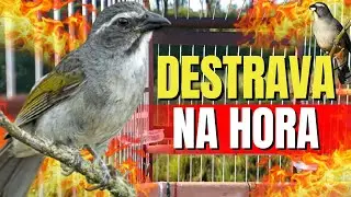 DESTRAVA TRINCA FERRO FRIO COM TRINCA FERRO CANTANDO PARA ESQUENTAR TRINCA FERRO FRIO
