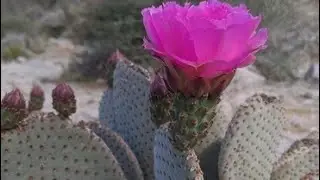 Opuntia basilaris: o poder da natureza que vai mudar o seu jardim!*