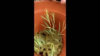 The Search for Manroot (Part 1)