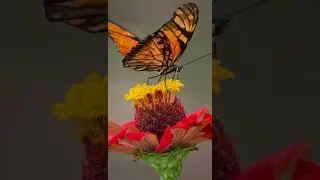 &ldquo;Melod&iacute;a Instrumental Relajante |Naturaleza en 4K para Inspirarte&rdquo; #musicainstrumental #4kmusicvideo