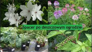 Spacer po deszczowym ogrodzie. Zakup nowych róż |Ogród Jadzi#159