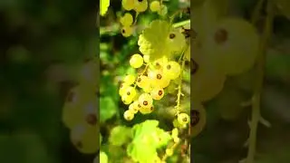 White Currant Growing - Super Tasty - Best Fruits