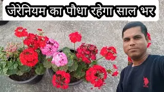 How to save  Geranium plant for next year