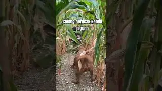 MENANGKAP BABI HUTAN DI KEBUN JAGUNG #shorts
