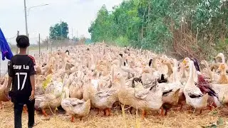 How to raise laying ducks to roam the fields to find food for yourself with little capital