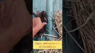 #rbunnies dying one by one #bunny #pet #rabbit