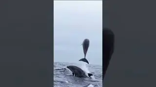 A Heartwarming Dolphin Rescue You Must See!