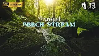 Mossy Forest Stream | Relaxing Static Scene with Sunlight & Nature Sounds🌿