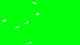 white  butterfly green screen effects no copyright background 2022