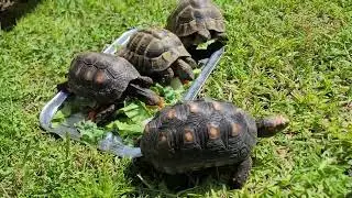 Tortoises 🐢 🐢 🐢 🐢 4T0801038