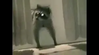Hilarious Raccoon Compilation! (feat. Rikki Moses)