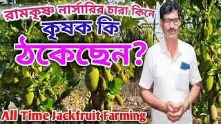 রামকৃষ্ণ নার্সারি বারো মাসি এঁচোড়/কাঁঠালের চারা দিয়ে  সত্যিই কি কৃষককে ঠকিয়েছে?@agriculturediary 