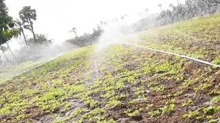 RAIN HOSE - GROUNDNUT - PEANUT Field - BGM Global Solutions - 7904969667