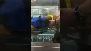Гидротерапевтическое путешествие Карли 🐾 Восстановление бассет-хаунда после операции на позвоночн...