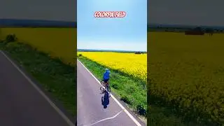 Colorful Countryside: A Scenic Bike Ride Through a Beautiful Field on a Quiet Road