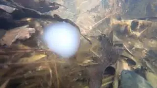 Spotted Salamander Find with eggs and Jefferson salamander eggs