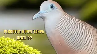 Zebra Dove call PERKUTUT LOKAL GACOR | Pancingan Perkutut Lokal Pagi Hari Bikin Rajin Bunyi | Z76