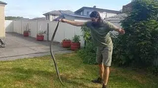 Australia's most dangerous snake caught in family back yard