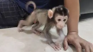 It's so funny to see the boni baby monkey exploring 🤗🤗