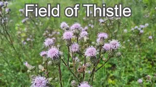 Field of Thistle: Controlling and Using this Spiky Weed as Food for Pollinators