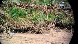 Common Redstart ssp phonevideod with Swarovski ATX95 + HTC One M8, best viewed in HD
