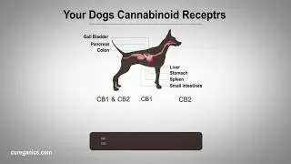 Cureganics | CBD for pets