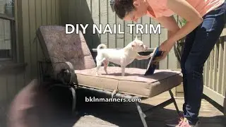 Teach Your Dog to File His Own Nails