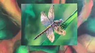 Dragonfly; #Original music by Stelinium. #Instrumental music, #Dynamic music, #Rhythmic  music