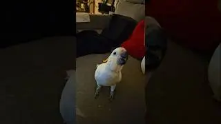 Jack Learns Stuff&hellip; Kinda #cockatoo #parrot #birdlovers #parrotsofyoutube #shorts