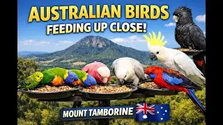Unique! Birds From Australia Birding #wildlife.